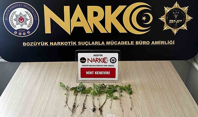 Bilecik'te evinde uyuşturucu yetiştiren şüpheliyi eşi ele verdi