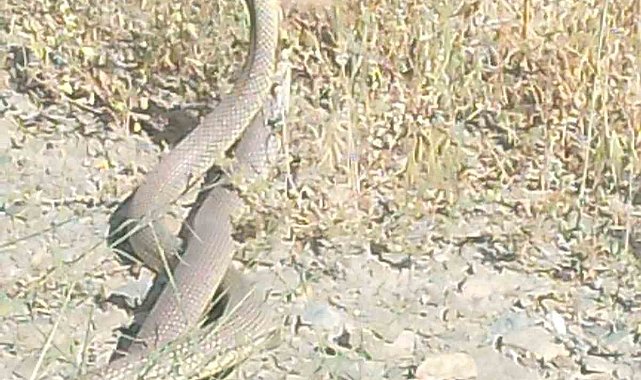 Bilecik'te yılanların dansı kameraya yansıdı