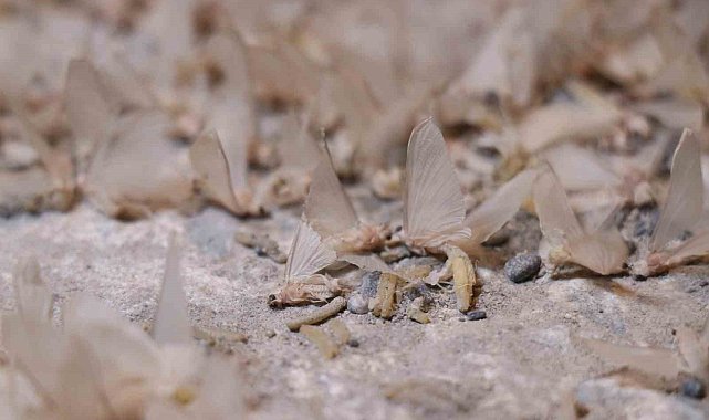 Bir gün sineklerinin 'ölüm uçuşu' başladı, vatandaş tarihi köprüye akın etti