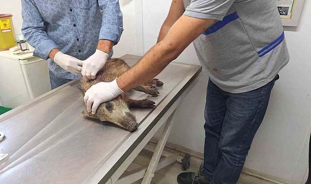 Bodrum'da 3 bin 738 sokak hayvanına müdahale edildi