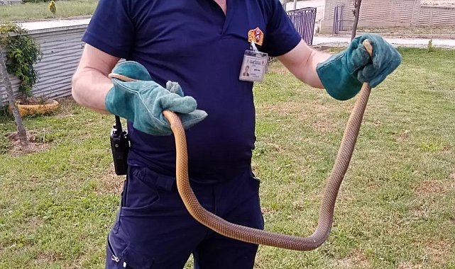 Bolu&#039;da yılan paniği