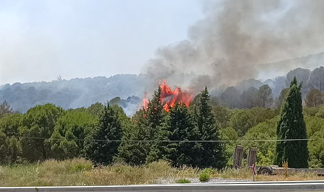 Bornova'da orman yangını