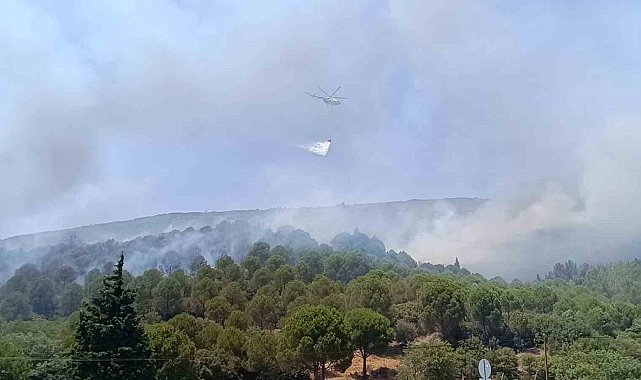 Bornova'daki orman yangını kontrol altına alındı