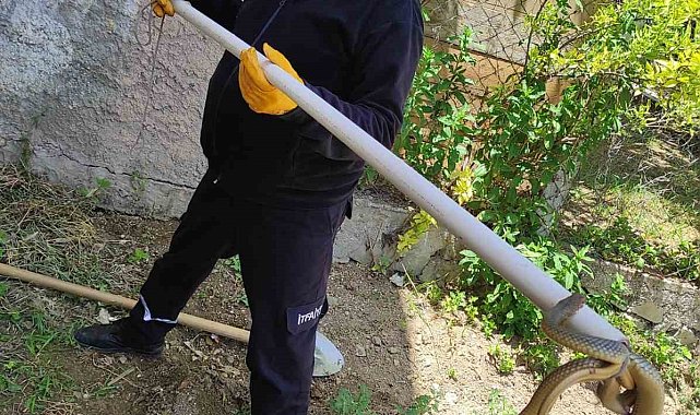 Bozüyük Belediyesi İtfaiyesi'nden yılan operasyonları