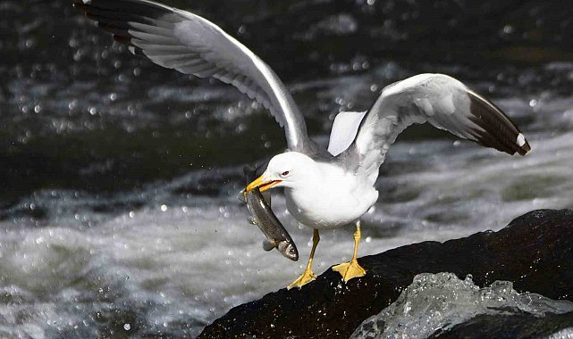 Bu balıkları sadece martılar avlayabiliyor