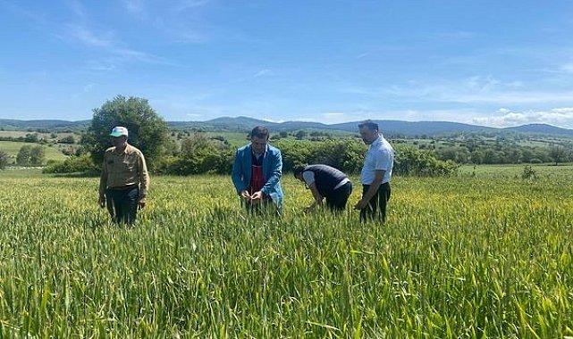 Buğday ve ayçiçek tarlalarında hastalık kontrolleri yapıldı