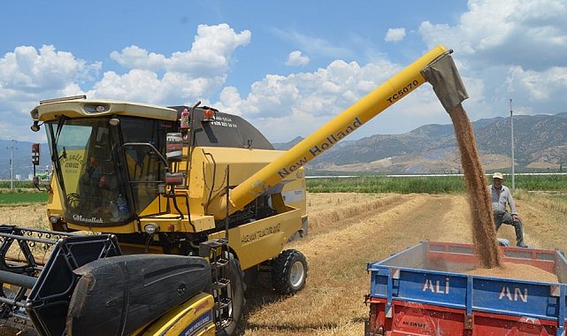 Buharkent'te buğday hasadı başladı