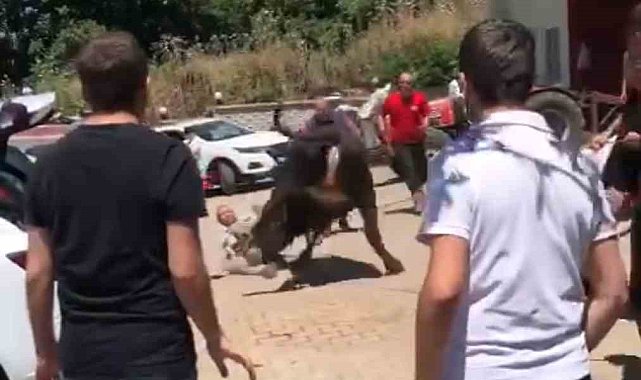 Bursa'da kaçan boğa ortalığı birbirine kattı