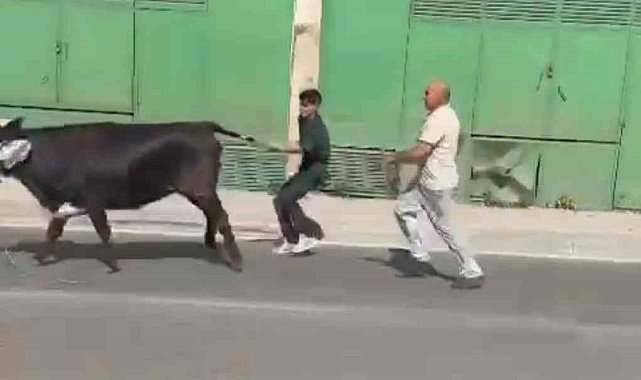 Bursa'da kaçan kurbanlıklar ortalığı birbirine kattı