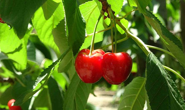 Bursa'da meşhur 'Napolyon' kirazında hasat sona erdi