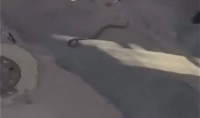 Bursa'da yılan paniği kamerada