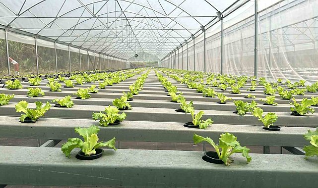 Bursa'nın sebzeleri Afrika'da yetiştiriliyor