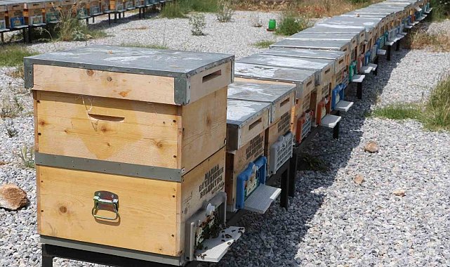 Büyükşehir&#039;in kraliçeleri yayılıyor