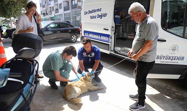 Can dostlar için Büyükşehir Acil Müdahale aracı yollarda