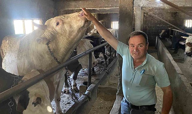 Çanakkale'de 1 ton 800 kilogram ağırlığındaki boğa 340 bin TL'den alıcısını bekliyor