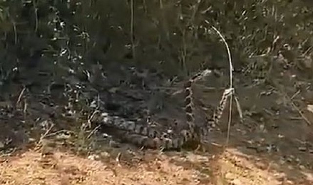 Çanakkale'de yılanların dansı görüntülendi