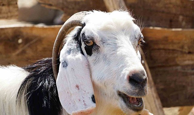 Çankırı'da bayramın ilk günü 249 acemi kasap yaralandı