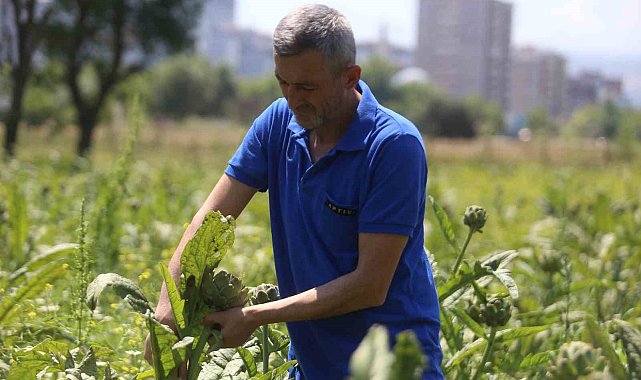 Coğrafi tescilli Hasanağa enginarında rekolte yarıya düştü