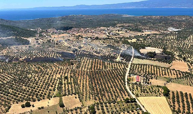 Çöplükte çıkan yangın zeytinlik alana sıçradı