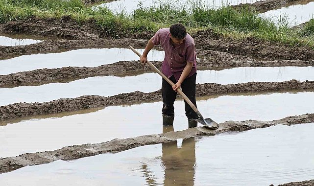 Çukurca'da çeltik ekimi başladı