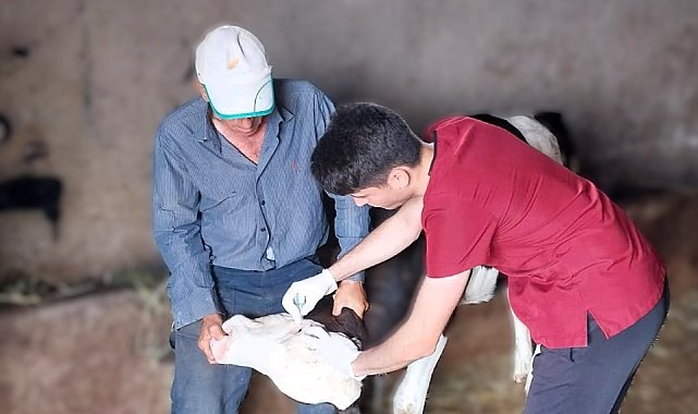 Demirköy'de buzağı aşılama ve küpe takma çalışmaları