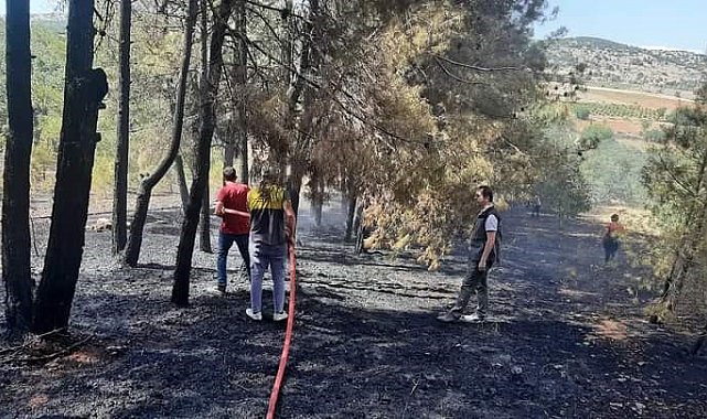 Denizli'de orman yangını kısa sürede kontrol altına alındı