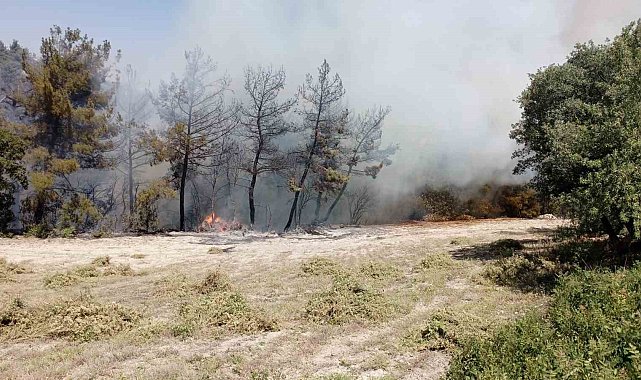 Denizli&#039;de orman yangınına müdahale ediliyor