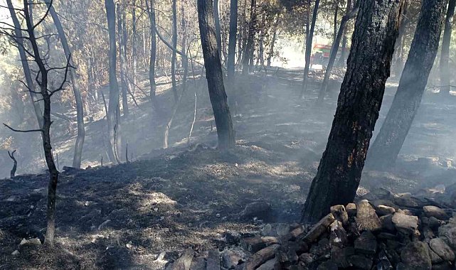 Denizli'de ormanlık alanda çıkan yangın büyümeden söndürüldü