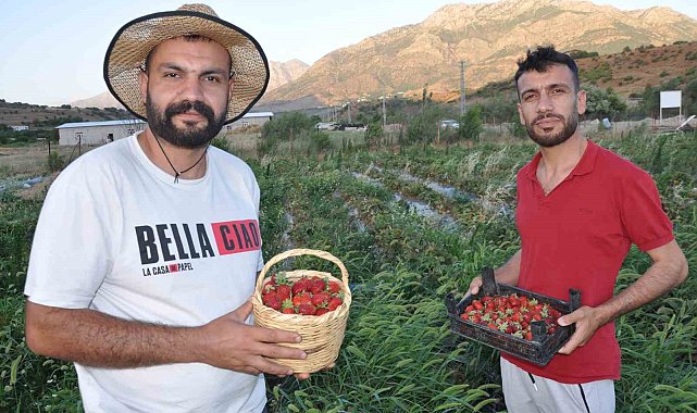 Devlet desteğiyle tütüne alternatif olarak ürettikleri çilekleri devletin zirvesine ulaştırmanın mutluluğunu yaşadılar