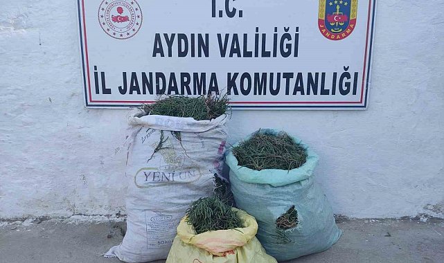 Didim'de 70 kilogram deniz börülcesi ele geçirildi