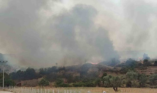 Didim'de zirai alan yangını