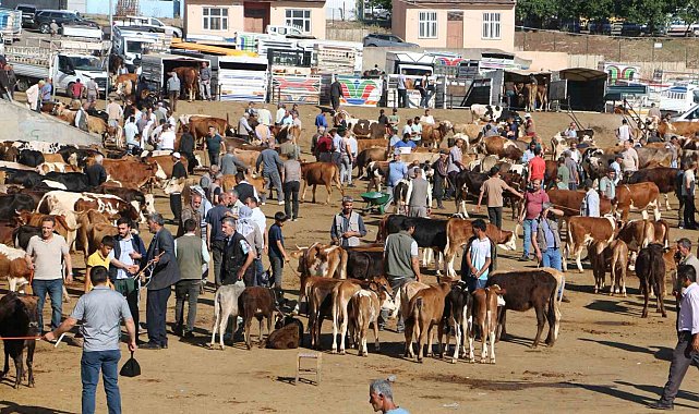 Diyarbakır'da 115 bin hayvan kurbanlık için satışa hazır