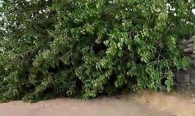 Diyarbakır'da fırtınada ağaç devrildi, piknik alanı savaş alanına döndü