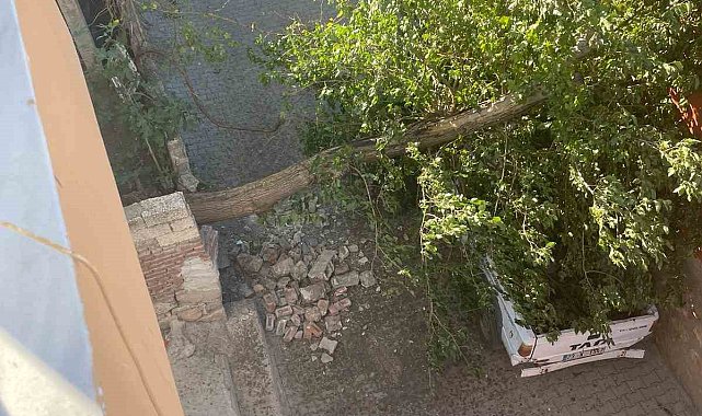 Diyarbakır&#039;da fırtınada ağaç kamyonetin üstüne devrildi
