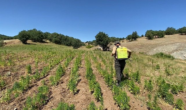 Diyarbakır'da Narko-Terör Operasyonu: 2 milyon 67 bin 550 kenevir bitkisi ele geçirildi