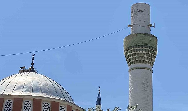 Dolu yağışından kurtulan leylekler mahallelinin tesellisi oldu