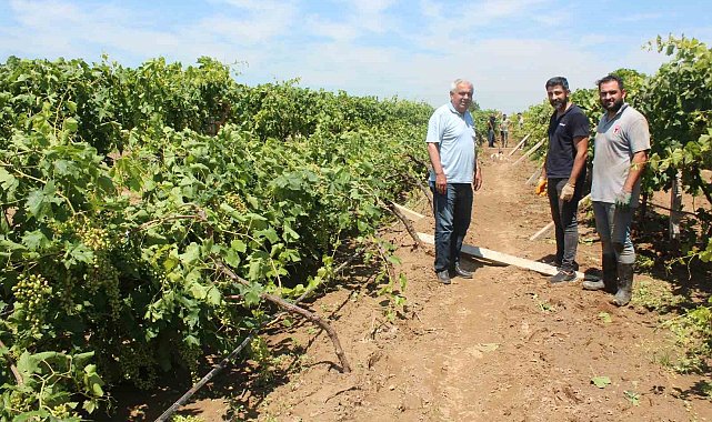 Dolu yağışının ardından üzüm bağlarında hasar tespiti başladı
