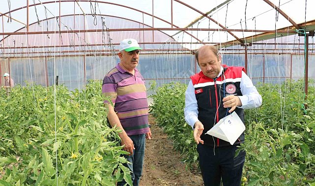 Domates güvesine karşı feromon tuzakları devrede