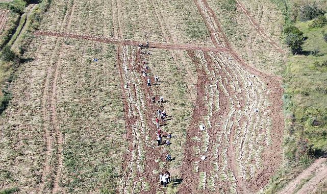 Dünyaca ünlü Taşköprü sarımsağınıda hasat başladı