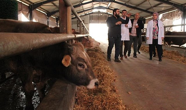 Düzce'de 9 bin büyük, 3 bin 500 küçükbaş hayvan kesilecek
