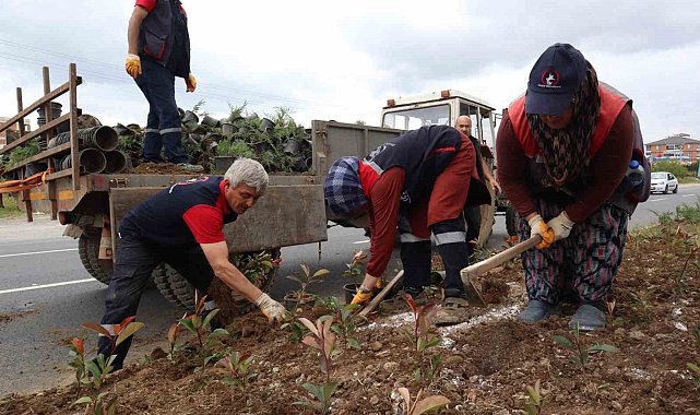 Düzce'nin dört bir yanı çiçeklendiriliyor