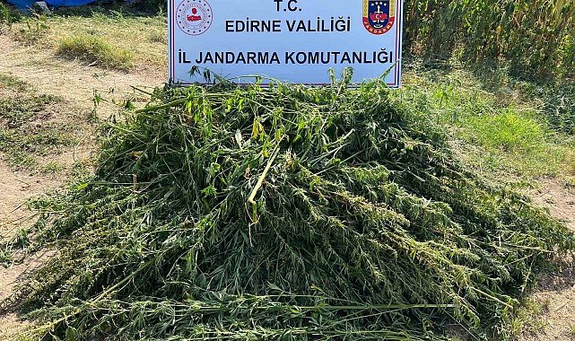 Edirne'de 5 bin 950 kök kenevir yakalandı