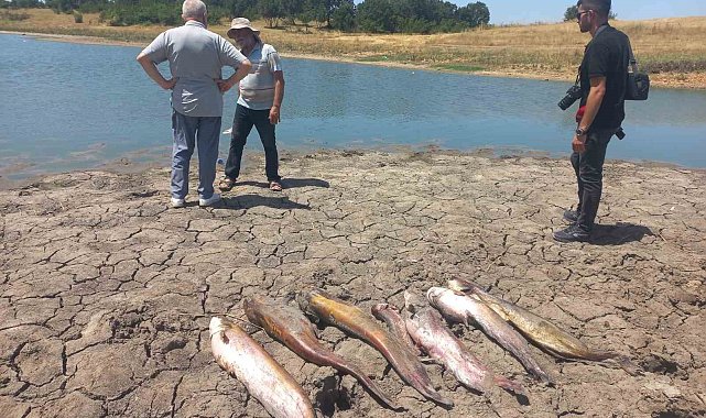 Edirne'de toplu balık ölümleri