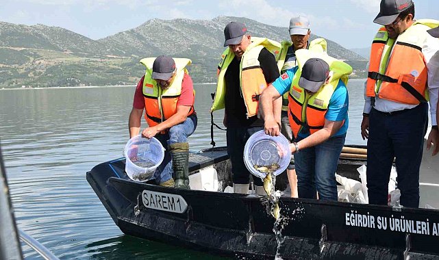 Eğirdir Gölü'ne 5 bin sazan balığı bırakıldı