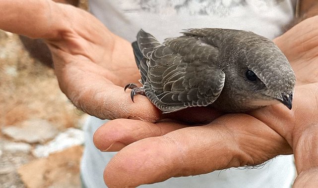 EKODOSD, doğal sivrisinek yok edici ebabil kuşlarına dikkat çekti