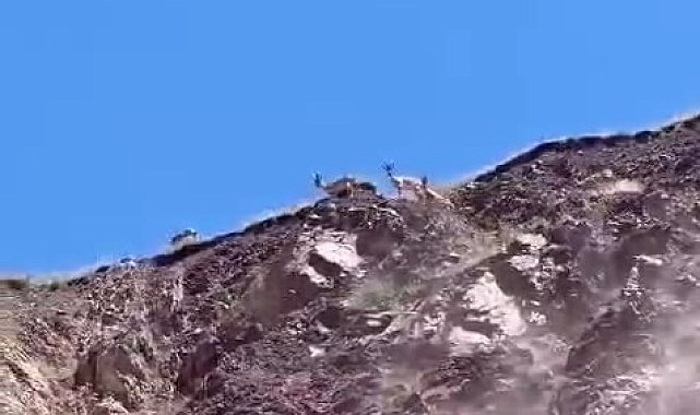 Elazığ'da dağ keçileri görüldü
