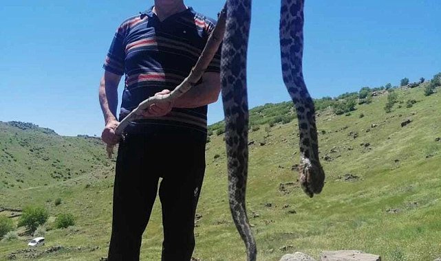 Elazığ'da görülen yılan vatandaşları tedirgin etti