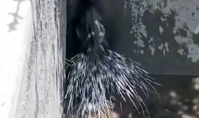 Elazığ'da nesli tükenme tehlikesi altında olan oklu kirpi görüntülendi