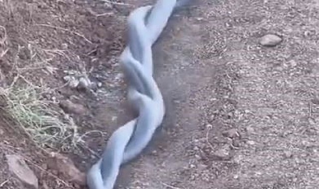 Elazığ'da yılanların çiftleşme dansı kameraya yansıdı