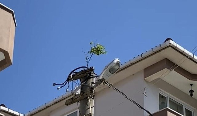 Elektrik direğinin tepesinde ağaç filizlendi